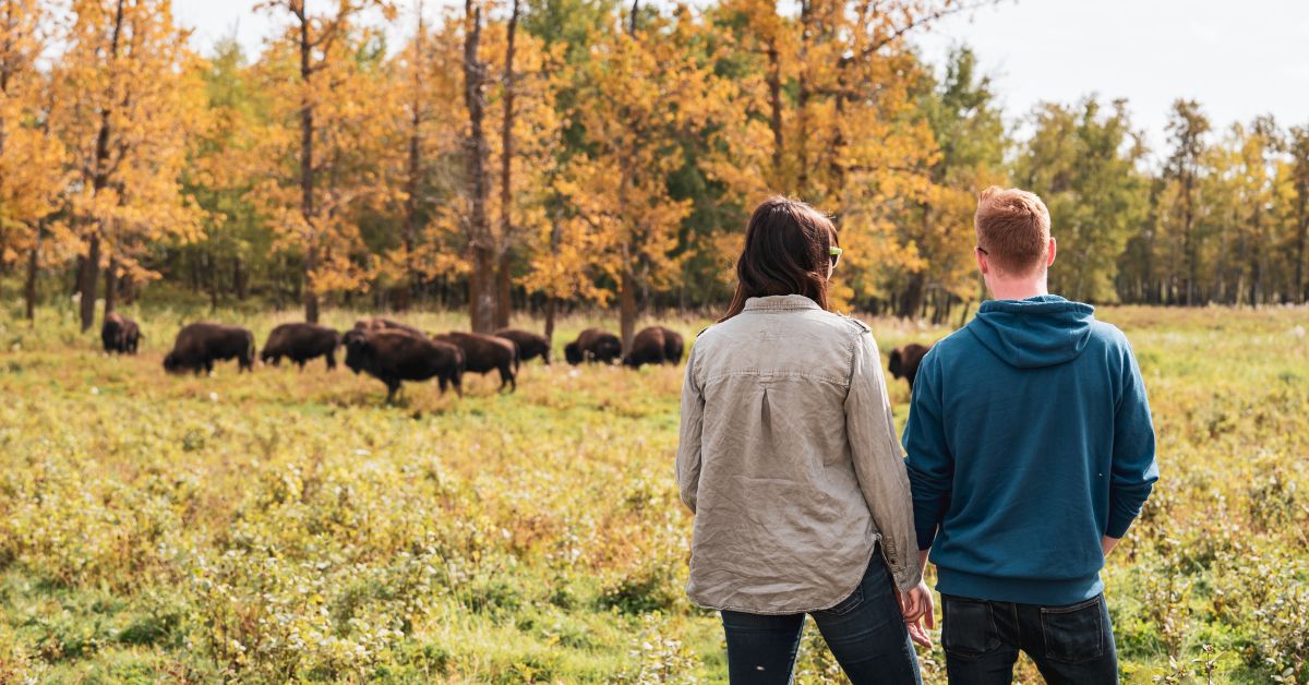 edmonton elk island national park where to see wild bison alberta