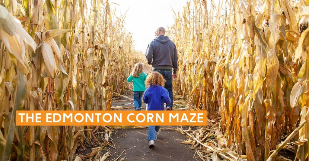 The Edmonton Corn Maze